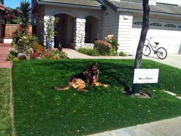 Synthetic Pet Grass Altadena California Back and Front Yard artificial grass