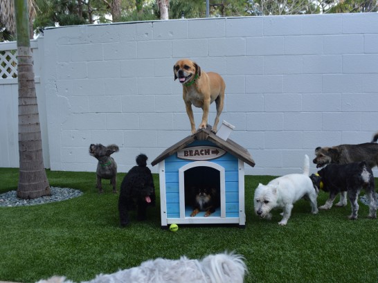 Artificial Grass Photos: Grass Carpet Santee, California