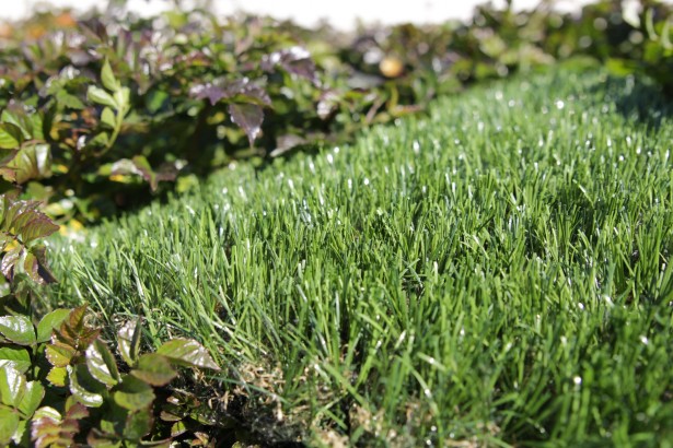 Silky Artificial Turf