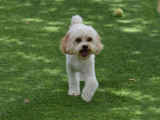 Artificial Grass Photos: Green Lawn Desert Edge, California