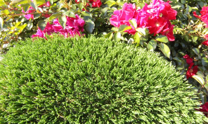 Hollow Blade-73 syntheticgrass Artificial Grass Los Angeles