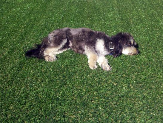 Artificial Grass Photos: Artificial Pet Turf East Pasadena California for Dogs  for