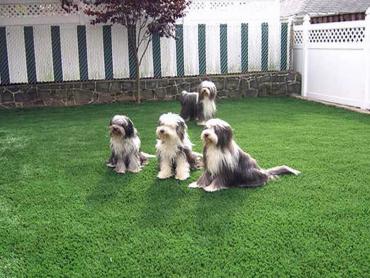 Artificial Grass Photos: Artificial Pet Turf Ladera Heights California for Dogs  for