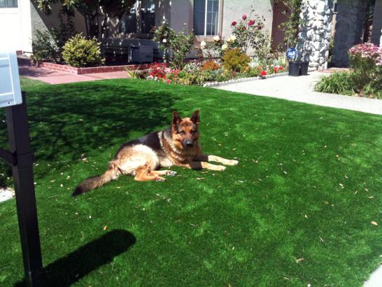 Artificial Grass Photos: Artificial Pet Turf Willowbrook California for Dogs  Grass
