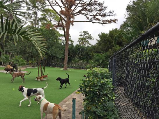 Artificial Grass Photos: Synthetic Pet Turf South El Monte California Installation