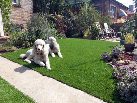 Artificial Grass Photos: Synthetic Pet Grass Beverly Hills California Installation