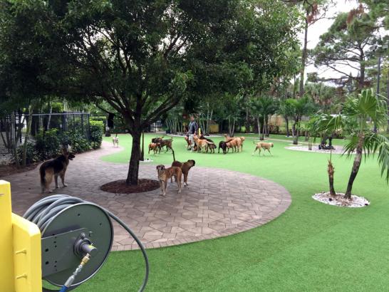 Artificial Grass Photos: Artificial Pet Turf North Hollywood California Installation