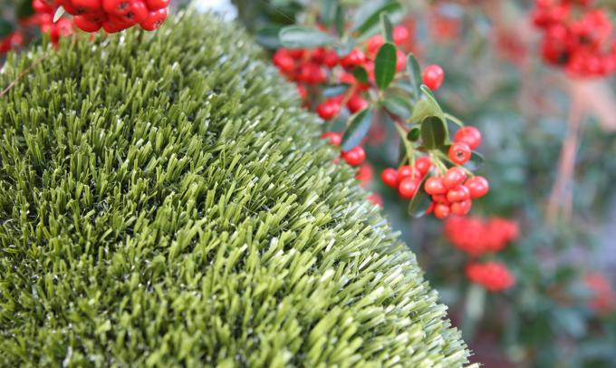 Lawn Grass That Can Stand Up To Dogs