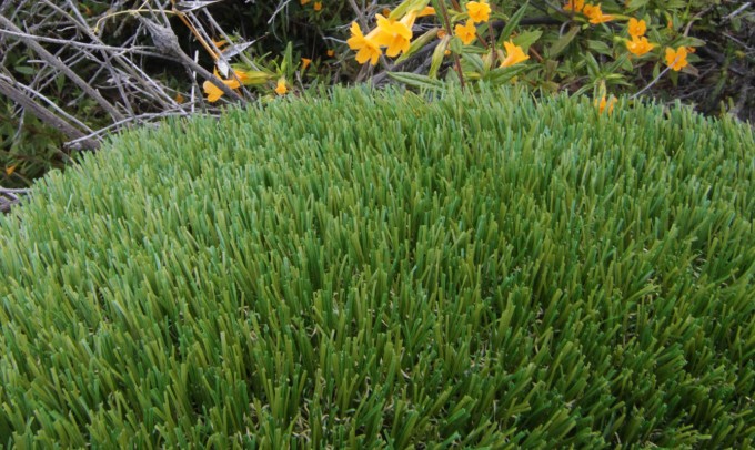 V Blade-64 syntheticgrass Artificial Grass Los Angeles