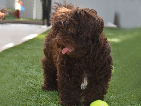 Artificial Grass Photos: Artificial Turf Las Flores, California