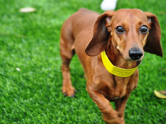 Artificial Grass Photos: Synthetic Veterinary Clinic Belvedere California Installation