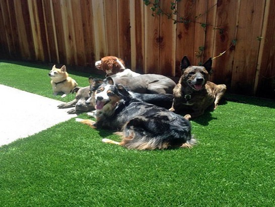 Artificial Grass Photos: Artificial Pet Turf Marina del Rey California Installation