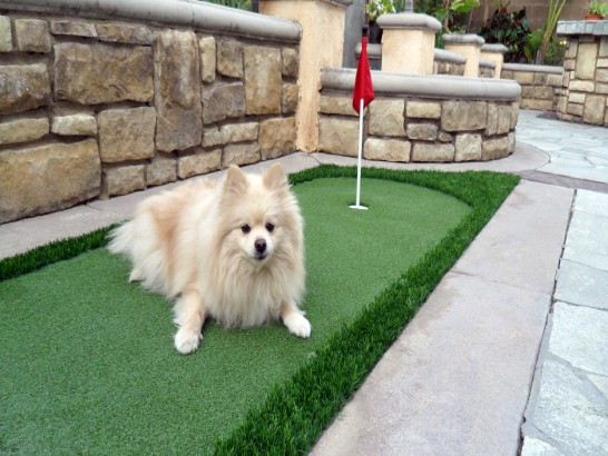 Artificial Grass Photos: Artificial Pet Turf Paramount California for Dogs  for Dogs