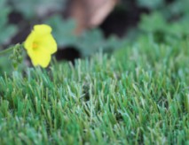 Artificial Grass For Yards