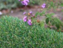 Fake Grass For Dogs