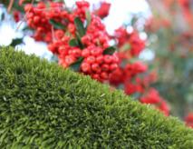 The Artificial Grass Designed Specifically For Dogs