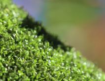 Putting Green Indoor