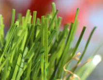 Deals On Artificial Grass